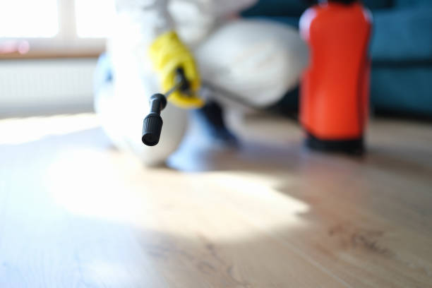 Best Basement Mold Removal  in Bell Nyon, CA