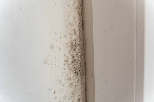 Mold Removal for HVAC Installations in Bell Canyon, CA