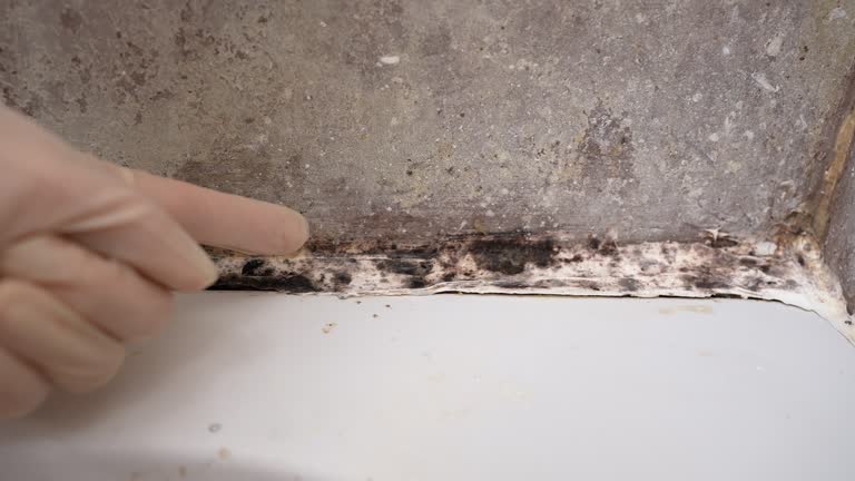 Professional Mold Removal in Bell Canyon, CA